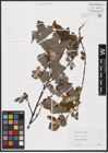Foto von Salix aurita L.